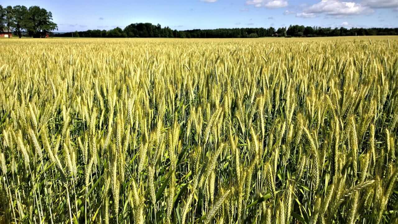 Wheat Pulling Off Lows, but Still Feeling Friday Pressure